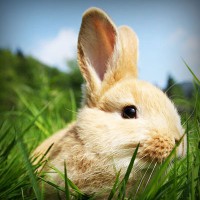 /album/retephaho1980/photolia-a03-jpg/